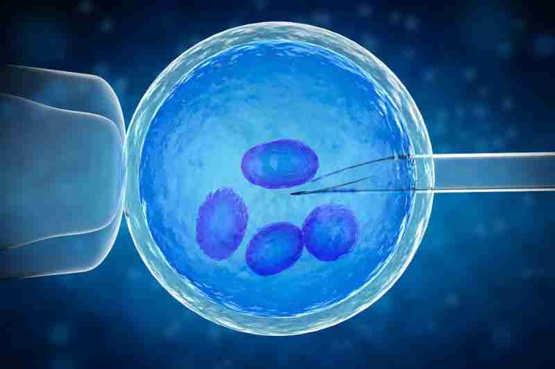 process of retrieving an egg for PGD