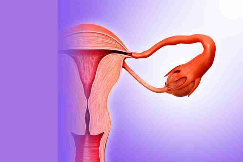 Image of the fallopian tube and ovary., often the most common site for ectopic pregnancy