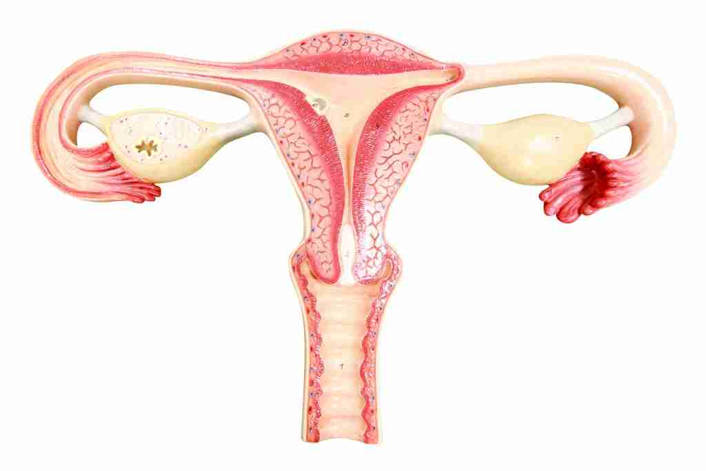 Image of a woman's reproductive system
