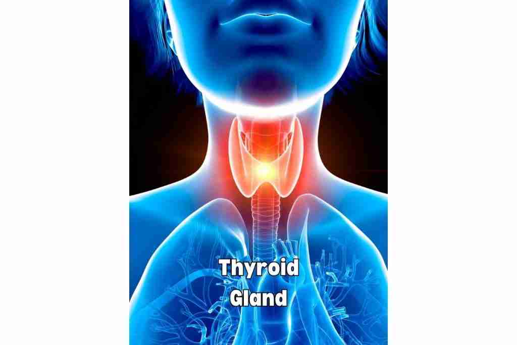 Graphic in blue of the head and neck of the human body showing the thyroid gland highlighted in red - Thyroid hormones play an important role in weight