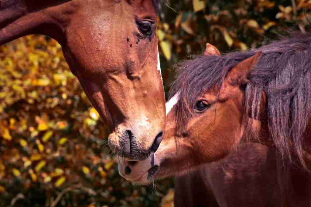 Image of two horses with faces close to each other - equine therapy is an example of Therapies for Powerful Self-Care 