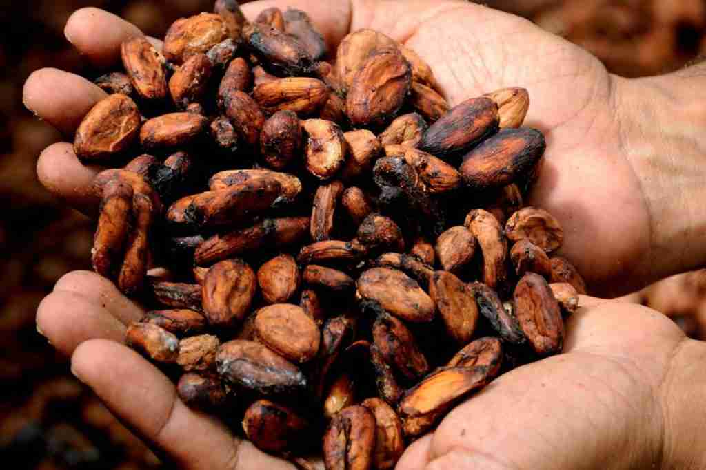 Image of 2 handfuls of cocoa beans. Chocolate with cocoa content of 70% and above provides health benefits of chocolate