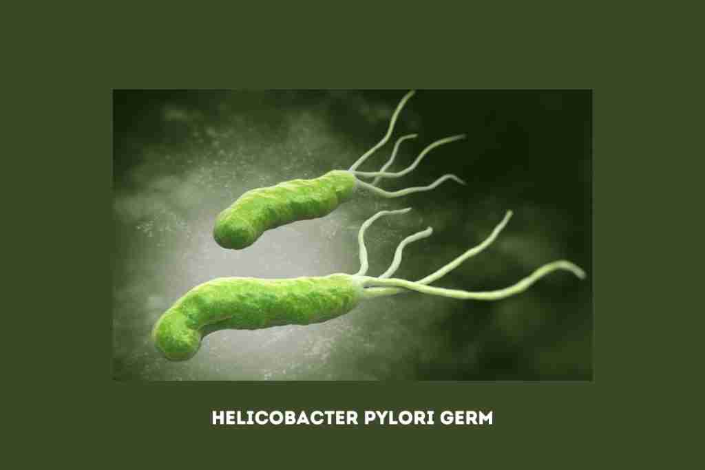 Image of the helicobacter pylori which is a stomach ulcer trigger
