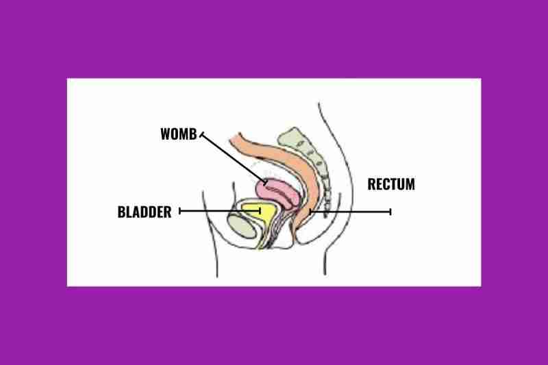 Image of the female internal reproductive organs showing the forward tilting womb