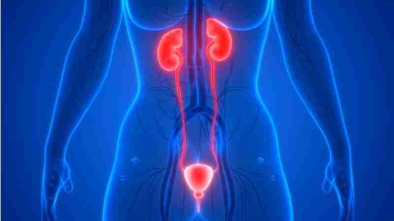 Image of a woman/s urinary tract