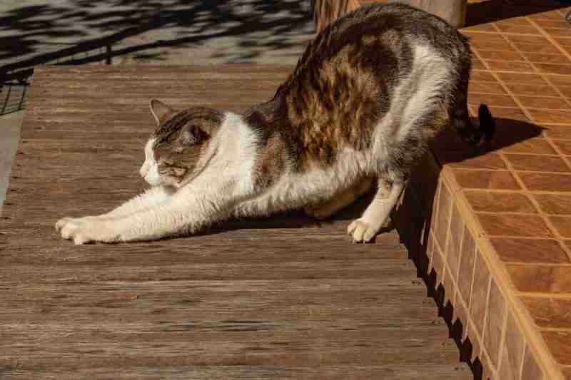 Brown and white cat stretching showing one of the remedies for joints aches and pains 