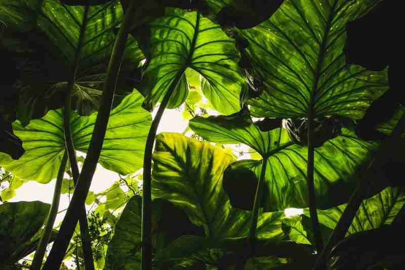 natural leafy green foliage representing menopause HRT alternatives